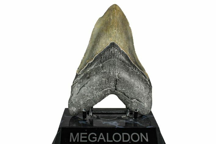 Serrated, Fossil Megalodon Tooth - North Carolina #338590